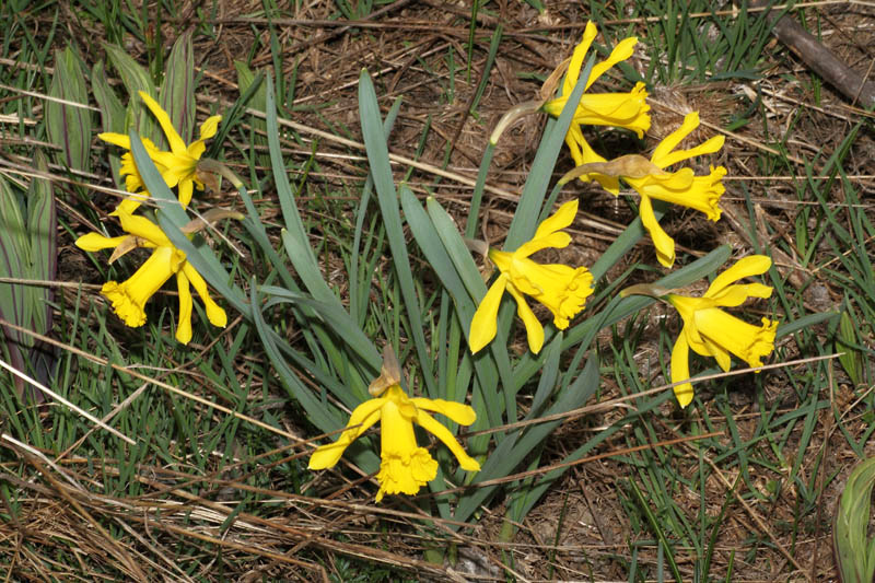 Narcissus pseudonarcissus / Narciso trombone